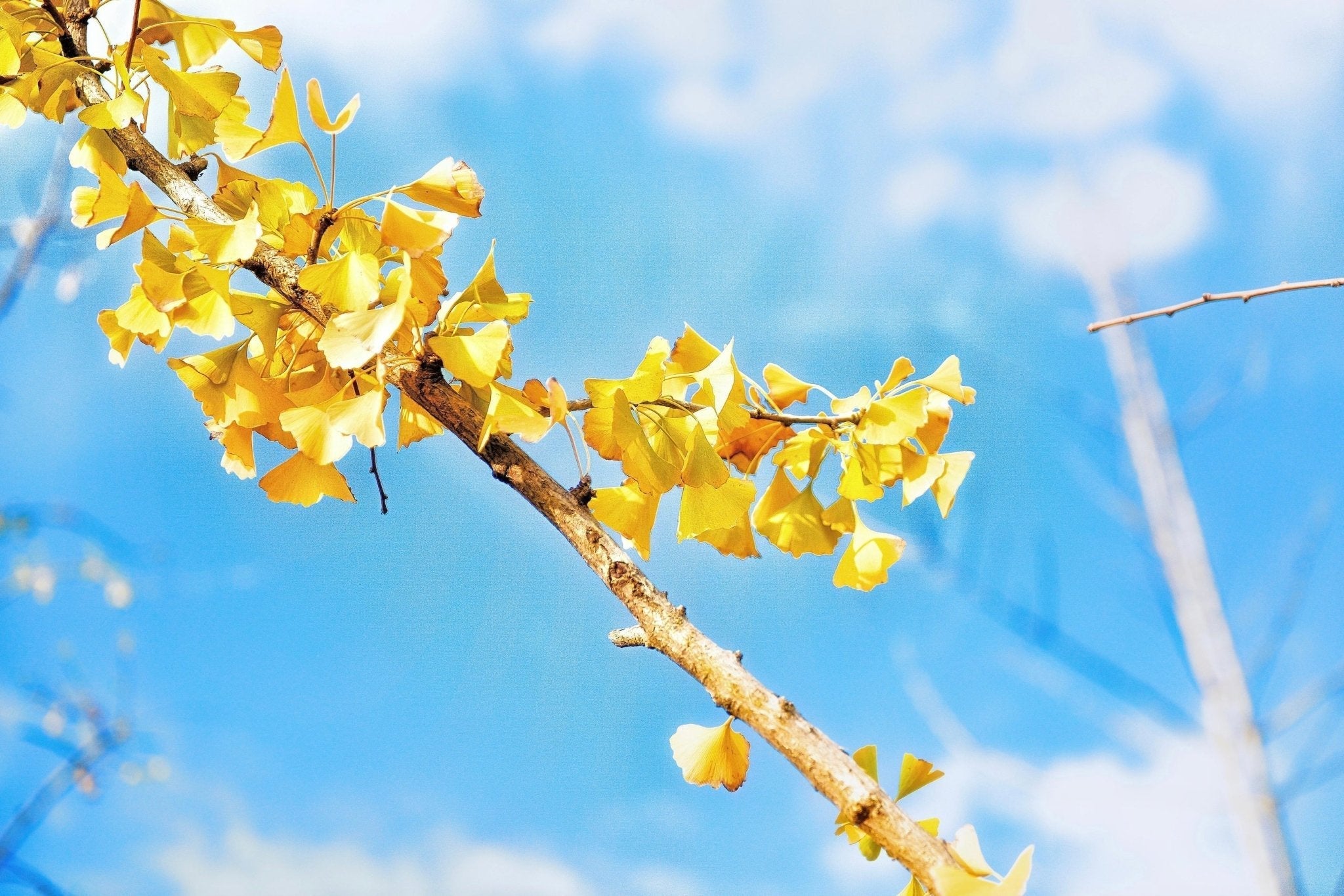 The Powerful Benefits of Ginkgo Biloba and Panax Ginseng - VitClear